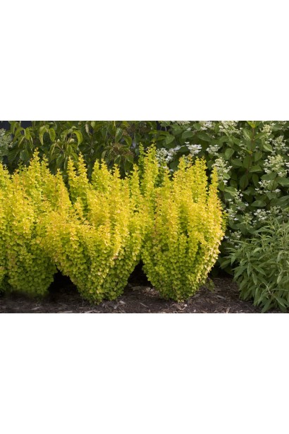 Барбарис тунберга Голден Піллар з яскраво-жовтим листям